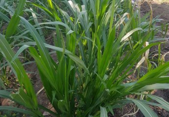 Various types of high-yielding coarse fodder plants were planted in the experimental field of the Beekeeping Center of SRİAH.