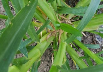 Various types of high-yielding coarse fodder plants were planted in the experimental field of the Beekeeping Center of SRİAH.