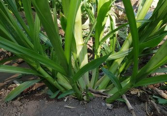 Various types of high-yielding coarse fodder plants were planted in the experimental field of the Beekeeping Center of SRİAH.