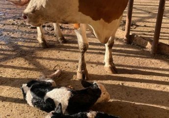 Work is underway to purchase high-yielding breeds adapted to local conditions from breeding animals bred at SRIAH