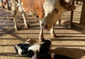 Work is underway to purchase high-yielding breeds adapted to local conditions from breeding animals bred at SRIAH