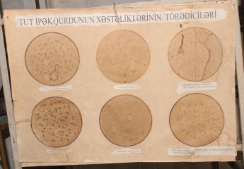 Microscopic examination of seeds in the aestivation period has been started in the "Mulberry Silkworm Breeding" laboratory