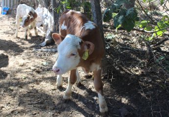 The farm was inspected in connection with the conducted scientific work