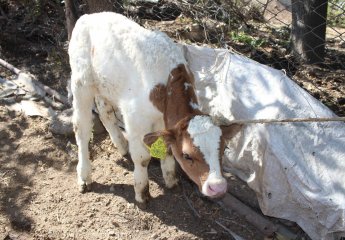 The farm was inspected in connection with the conducted scientific work