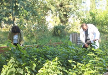 The mulberry nursery at the Fakhrali experimental base of SRIAH was inspected