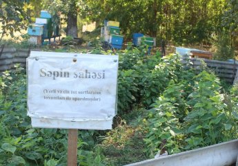 The mulberry nursery at the Fakhrali experimental base of SRIAH was inspected