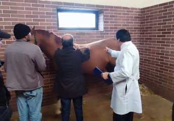 "Pirasora" sheep breed was presented