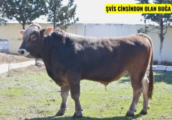 Breeding bulls were bred at SRIAH
