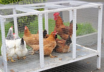 A presentation of "Breeding Programs in Poultry Farming Prepared by Czech Experts" was held at the Scientific Research Institute of Animal Husbandry