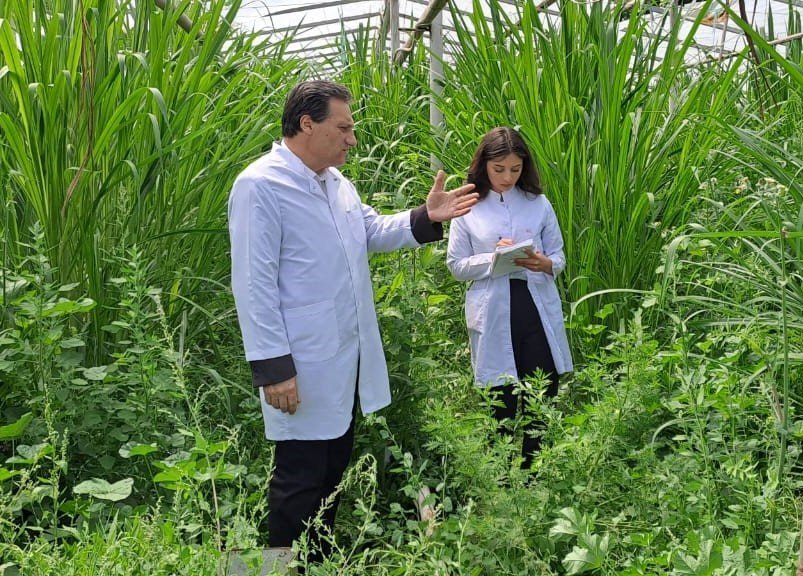 Further training sessions have been conducted for an employee of the Nakhchivan Agricultural Scientific Research Institute at the Scientific Research Institute of Animal Husbandry