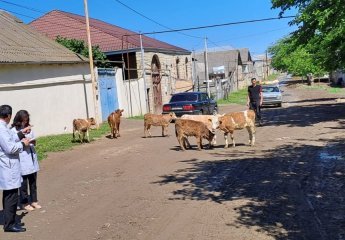 Further training sessions have been conducted for an employee of the Nakhchivan Agricultural Scientific Research Institute at the Scientific Research Institute of Animal Husbandry