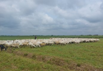 A visit was conducted to the sheep farming facilities in Agjabadi district