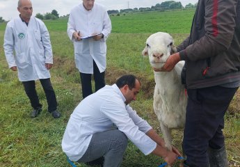 A visit was conducted to the sheep farming facilities in Agjabadi district