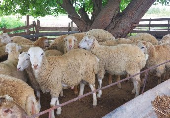 A visit was conducted to the sheep farming facilities in Agjabadi district