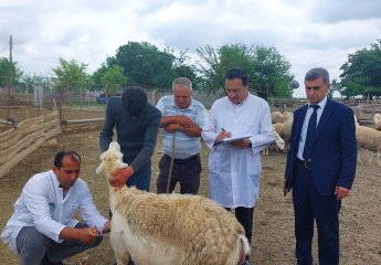 A visit was conducted to the sheep farming facilities in Agjabadi district