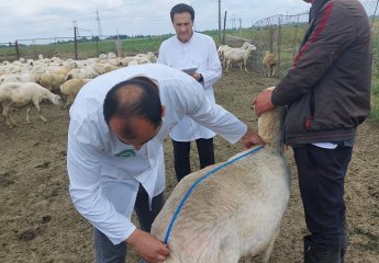 A visit was conducted to the sheep farming facilities in Agjabadi district