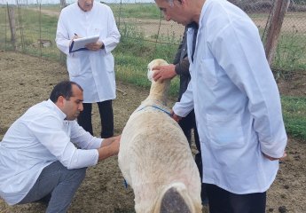 A visit was conducted to the sheep farming facilities in Agjabadi district