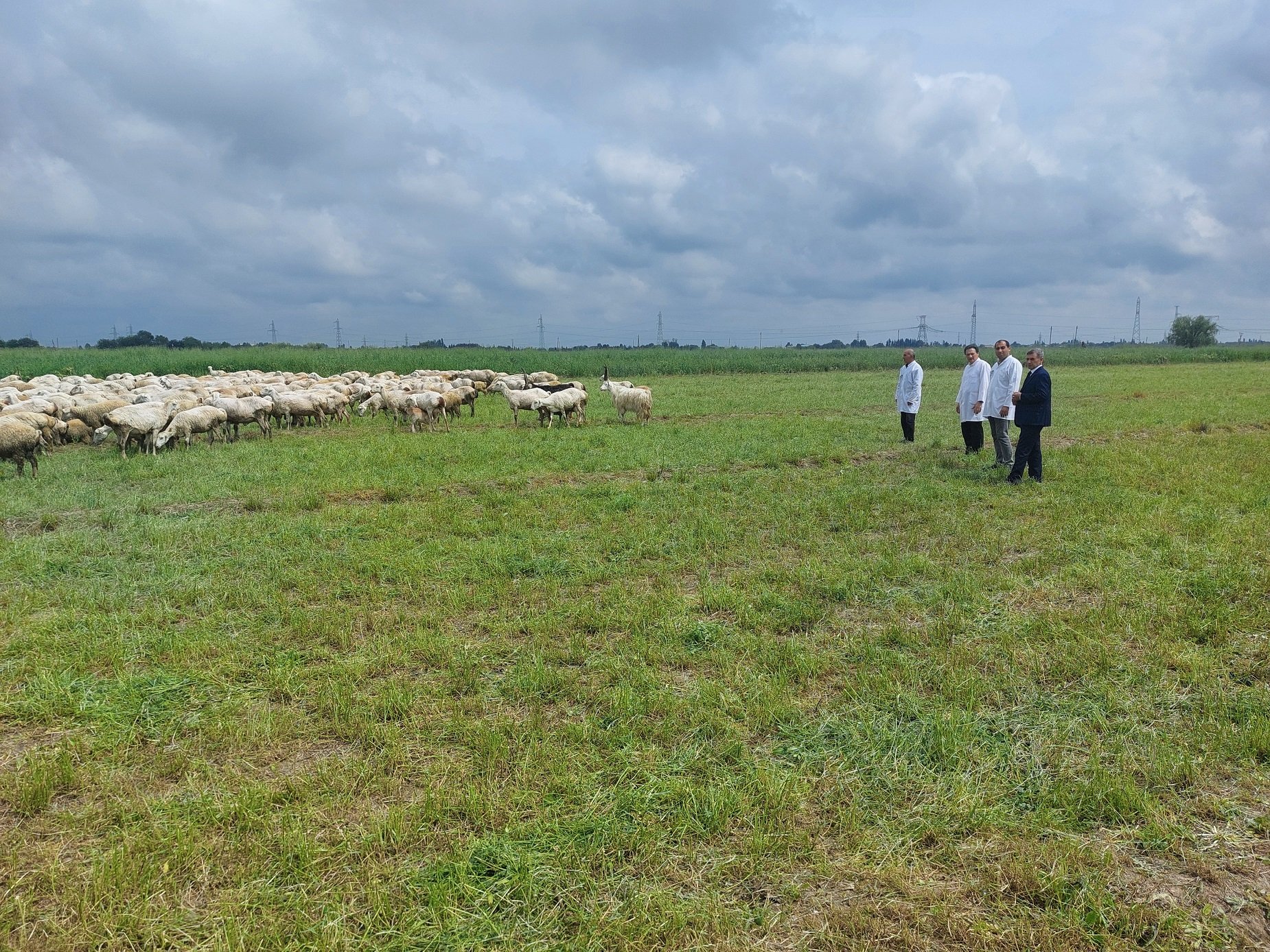 A visit was conducted to the sheep farming facilities in Agjabadi district