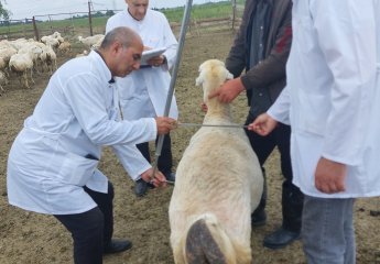 A visit was conducted to the sheep farming facilities in Agjabadi district